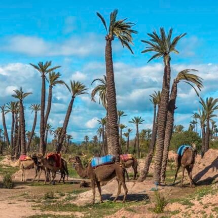 3 Days MOROCCO Sahara Tour From Marrakech to Fez via Merzouga Desert